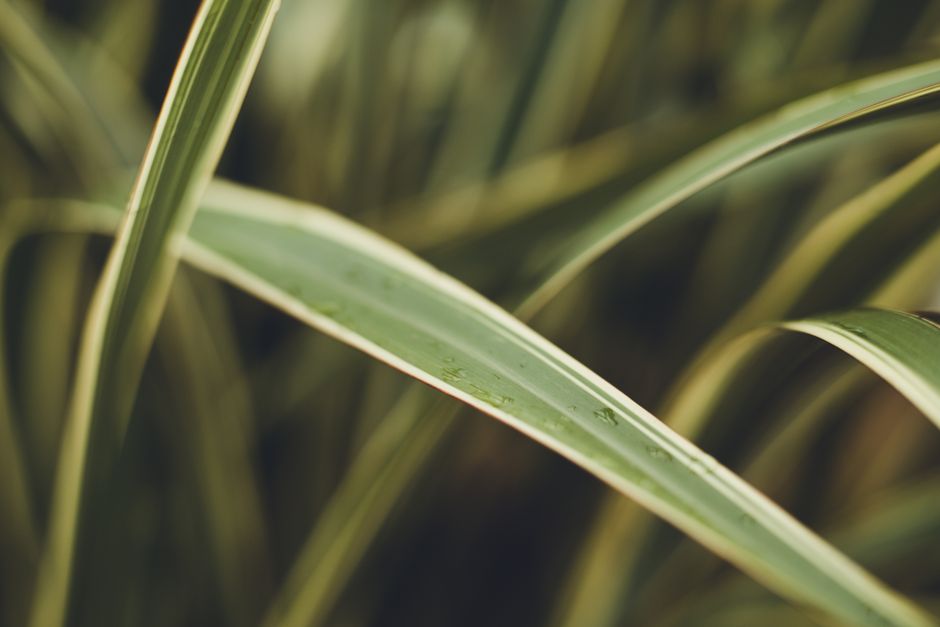 Botaniczny podstęp w ogrodzie: Dlaczego turzyce to nie trawy, choć wyglądają tak samo?