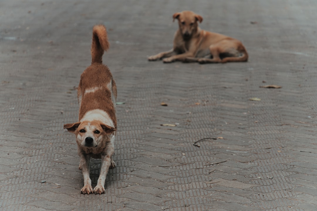 Czworonożny rzeźnik w świecie soulslike. Stray Dog: nobody cares podbija internet