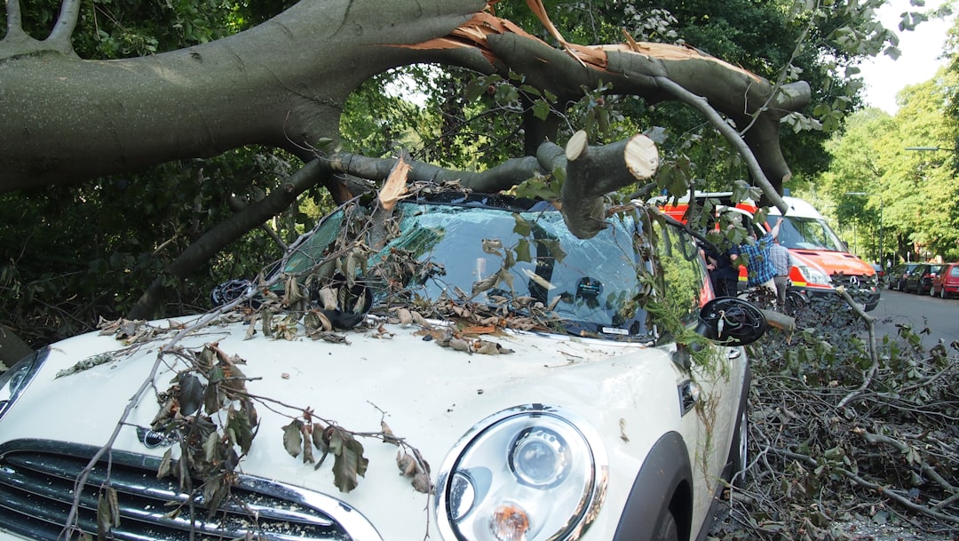 Groźny incydent w Jeleniej Górze: Potężne drzewo runęło wprost na osobowe auto Groźny incydent w Jeleniej Górze: Potężne drzewo runęło wprost na osobowe auto
