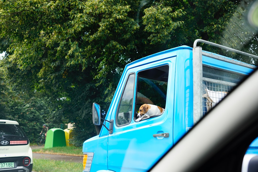 Koszmar w Nowym Targu: Pijana kierująca ciągnęła psa na łańcuchu za autem Koszmar w Nowym Targu: Pijana kierująca ciągnęła psa na łańcuchu za autem