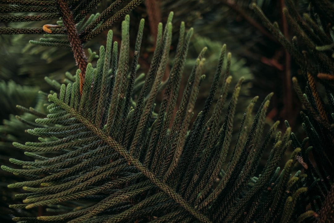 Naturalny pogromca kleszczy. Kanadyjskie odkrycie daje nadzieję na walkę z boreliozą