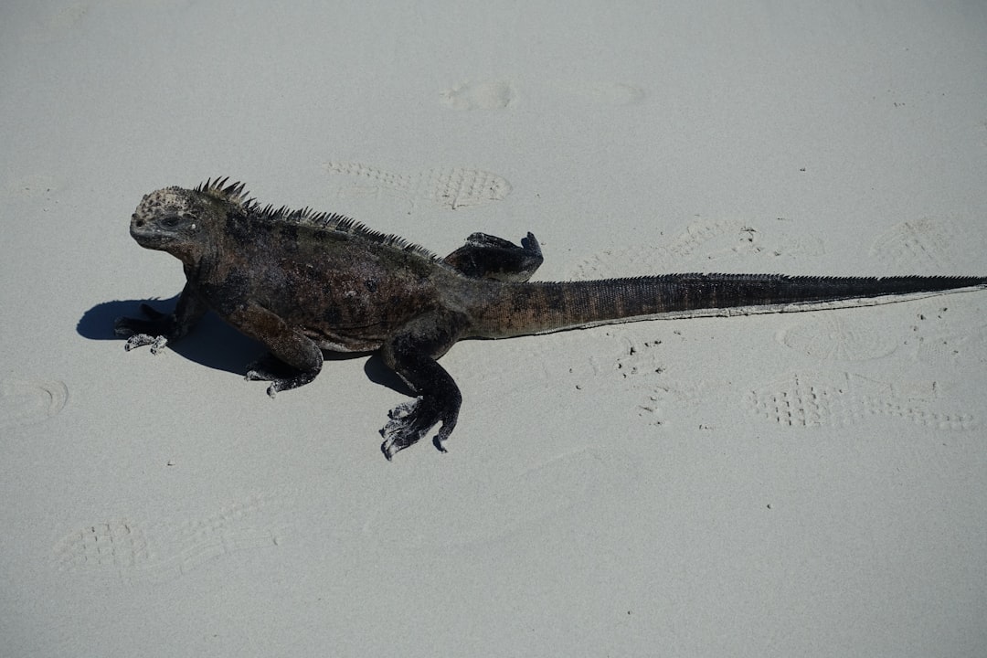 Przemyt 32 legwanów morskich z Galapagos. Rosjanka wpadła na lotnisku z walizką pełną gadów Przemyt 32 legwanów morskich z Galapagos. Rosjanka wpadła na lotnisku z walizką pełną gadów