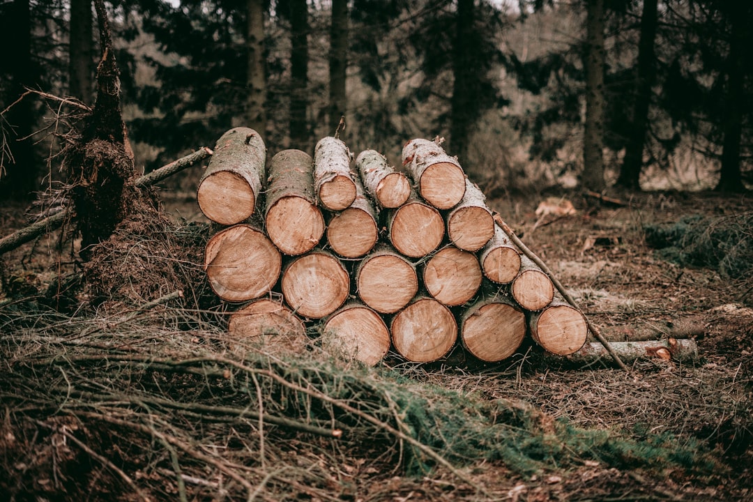Ile kosztuje drewno do kominka? Ceny w Lasach Państwowych i składach zaskakują