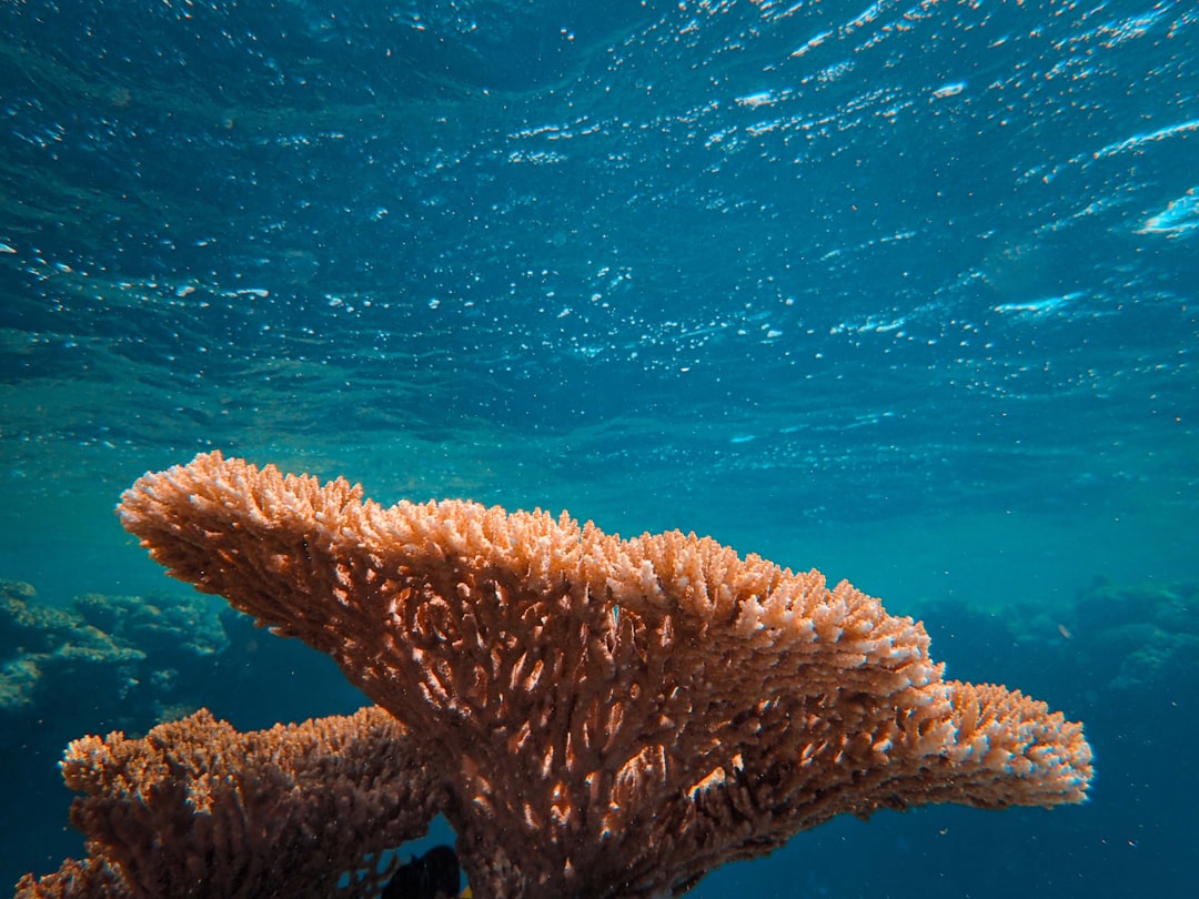 Koralowce z Galapagos ujawniają szokującą prawdę. El Niño jest najsilniejsze od tysiąca lat Koralowce z Galapagos ujawniają szokującą prawdę. El Niño jest najsilniejsze od tysiąca lat
