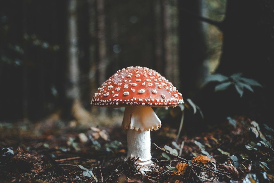 Śmiertelna pułapka w lesie. Dlaczego jeden błąd na grzybobranie może zniszczyć wątrobę?