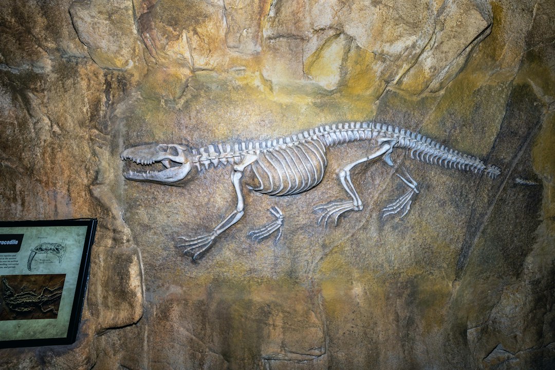 Pradawny krokodyl ukryty w kamieniach Wielkiego Sfinksa. Niezwykłe odkrycie paleontologów