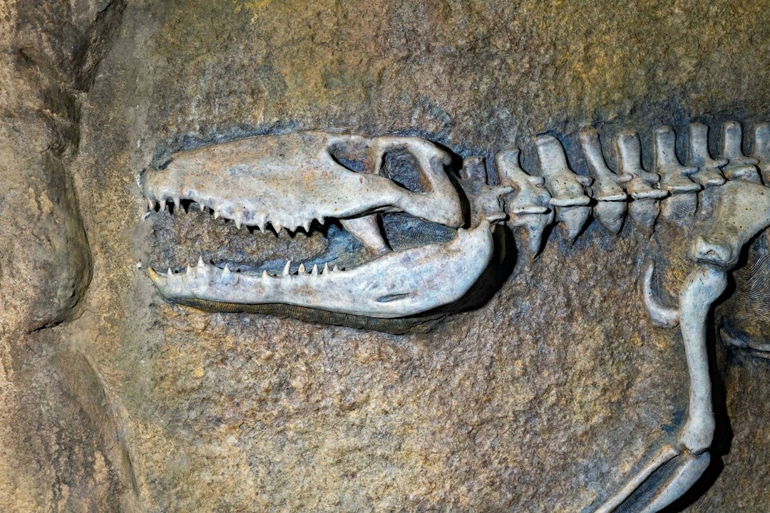 Tysiąc kości sprzed 240 milionów lat. Śląskie Miedary skrywają światowy fenomen paleontologiczny